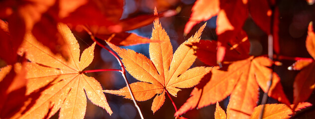 Wall Mural - beautiful maple leaves on the tree in autumn season.