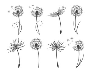 Wall Mural - Set of dandelions with flying fluffy seeds. Sketch, black and white illustration, vector