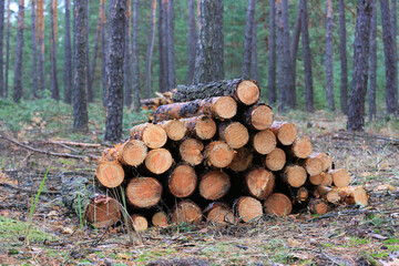 Wall Mural - pine logs piled up for storage