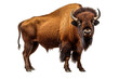 bison PNG isolated on white transparent background