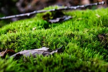Green Moss On The Stub In Macro