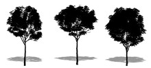 Set or collection of London Plane trees as a black silhouette on white background. Concept or conceptual vector for nature, planet, ecology and conservation, strength, endurance and  beauty