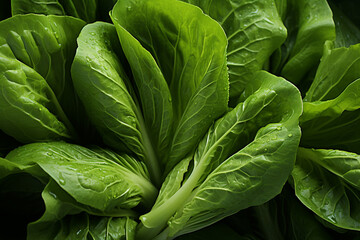 Aufkleber - Lettuce - Layers of green in a crisp, leafy abstract pattern.