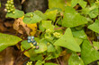 Mile-a-Minute Weed - Persicaria perfoliata