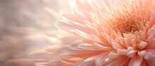 Soft-focus Macro Of A Peach Dahlia Bloom, Highlighting Its Delicate Petals And Warm, Dreamy Tones. Trend Color Peach Fuzz. Concept: Promotional Banner, Interior Design.