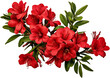 © Md.BalalHossain - bouquet of red flowers isolated on white background