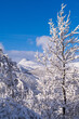Snow covered trees in winter with snowcapped mountains in the background