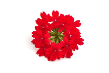 Red Garden Verbena, Isolated On White Background.