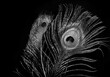 Pfauenfedern in schwarz weiß auf dunklem Hintergrund - Peacock feathers in b&w on dark background