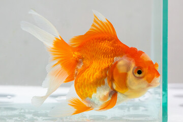 Oranda goldfish in aquarium fish tank close up