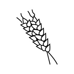 Wall Mural - spikelets ripe wheat line icon vector. spikelets ripe wheat sign. isolated contour symbol black illustration