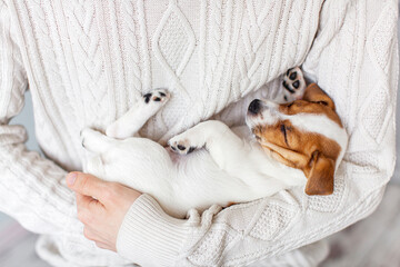 Wall Mural - Little puppy is lying in the arms of the owner