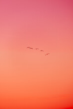 Flamingos In A Orange Sky
