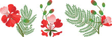 Set Of Royal Gulmohar Flowers.Peacock Flowers. Flamboyant Arvore. Isolated On A White Background.Vector Illustration.