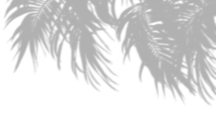 Wall Mural - shadow palm leaves blow move on transparent backgrounds 3d rendering png