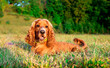 Red cocker spaniel dog lies on the lawn. The dog is tired and resting. Hunter. The dog is ten months old. The photo is blurred.