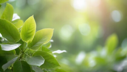 Wall Mural - Nature of green leaf in garden at summer. Natural green leaves plants using as spring background