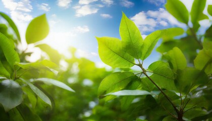 Wall Mural - Nature of green leaf in garden at summer. Natural green leaves plants using as spring background