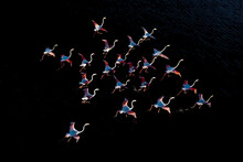 Dynamic Flamingo Flight Over Water