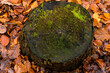 Annual rings of a sawn-off tree in an autumn forest. Moss on the tree stump and brown leaves on the edge