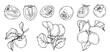 Linear sketch of persimmon fruits and fruit pieces.Vector graphics.