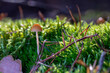 kleine Pilze im Wald