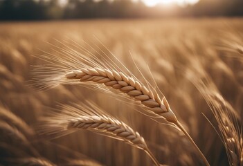 Ears of wheat close up