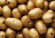 Fresh potatoes isolated