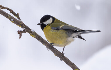 Wall Mural - Close-up of a tit sitting on a branch of a red mountain ash during a snowfall