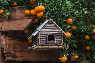 An orange clementine satsuma tree blooming with fruit in the winter season with a country rustic wood birdhouse