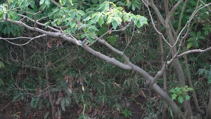 Poster - common kingfisher is hunting a fish