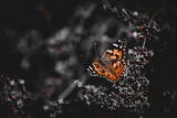 Rusałka motyl