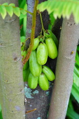 Wall Mural - Bilimbi, Belimbing Buloh, Cucumber Tree, Belimbing, 木胡瓜