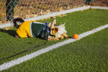 Wall Mural - Playful Yorkshire Terrier dog in fashionable stylish warm suit plays with a basketball orange ball on soccer field synthetic green grass at fall day. Cute puppy, yorkie doggy in funny pose outdoors.