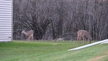 White-tailed Deer Grazing