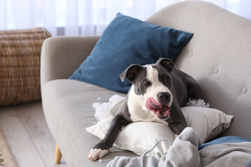 Sticker - Naughty Staffordshire Terrier with torn pillow lying on sofa at home