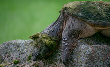 Sleeping Common Snapping Turtle
