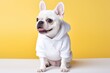 pet dog wear white shirt for mockup, generative AI
