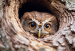 cute owl in nest on tree. Ai generated images