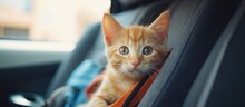 Pet Carrier Allows Comfortable Travel With Cat In Modern Car, Near Owner On Back Seat.