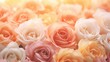 © banthita166 - roses with bokeh light, this is an image of peach and peach roses, in the style of color gradient, allover composition, diverse color palette, ivory, sharp focus,