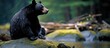 Thoughtful black bear near Whistler, Canada