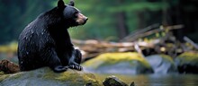 Thoughtful Black Bear Near Whistler, Canada
