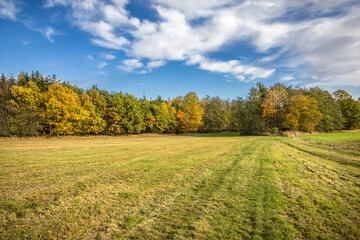 Wall Mural - Amazing autumn landscape with green meadow and colorful forest under blue sky