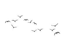 Birds In Flight Flock Of Birds Flyig