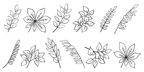 Tree branch collection, twigs and leaves of acacia, laurel, birch, willow, chestnut. Hand drawn outline sketch isolated on white. Vector for nature and botany illustration, floral and organic design.