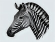 gezeichnetes Zebra