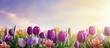 background of a beautiful spring day, the vibrant green fields adorned with colorful tulips created a breathtaking view of nature, and the fresh purple flowers were artfully arranged into a stunning