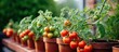 Urban garden technique grows ripe tomatoes in flower pots on terrace.