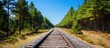 vacant railway cutting through sunny pine forest with blue sky